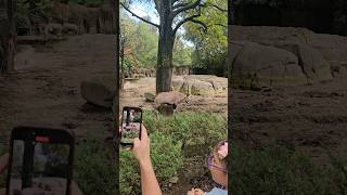 Gemsbok South African oryx Chapultepec Zoo Mexico City CDMX explore travel animals nature [upl. by Nairim]