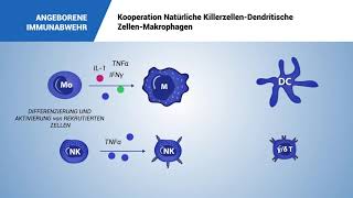 Kooperation Natürliche KillerzellenDendritische ZellenMakrophagen [upl. by Marcy]