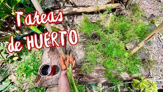 Tareas de HUERTO en casa 🏡 🥕🥕🥕 huertoorganico [upl. by Ehcor23]