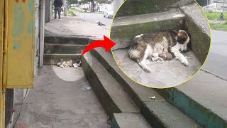 Just hours before giving birth the dog was kicked out and gave birth there in tears [upl. by Aicemat]