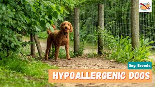 Hypoallergenic Dogs 20 Cutest Dogs For Families With Allergies [upl. by Mulry]