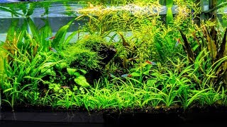 How To Aquascape A Low Tech Planted Aquarium part 3 [upl. by Llewxam475]