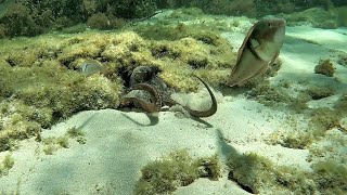 Snorkel Rottnest IslandWadjemup 5 Feb 2023 [upl. by Hannus518]