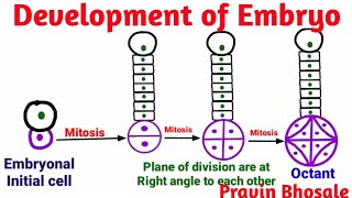 Embryogenesis  Development of Embryo Plants  Pravin Bhosale [upl. by Varuag]