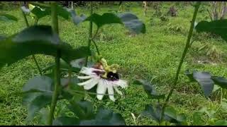 Polinización en el cultivo de Maracuyá QuinindéEcuador [upl. by Kcirdef]