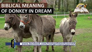 Biblical Meaning of DONKEY in Dream  Find Out The Spiritual Meaning [upl. by Niwri]