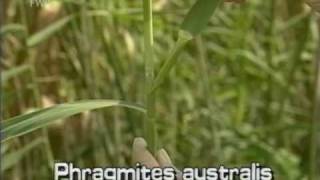 common reed Phragmites australis [upl. by Hanala]