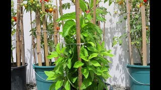 Grow a Diabetes Plant  Gynura Procumbens  Insulin Plant [upl. by Maribeth]