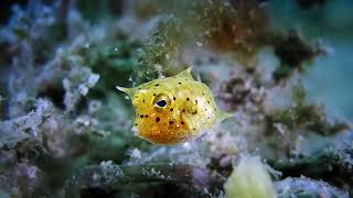 Baby Cowfish [upl. by Assirat]