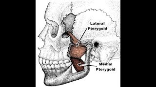 Exercises for the medial and lateral pterygoid [upl. by Nevaeh28]