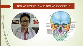 Norma frontalis and occipitalis [upl. by Alekin]