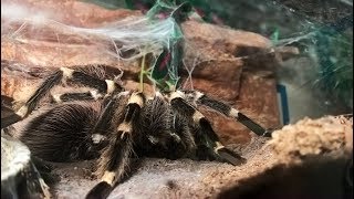 Acanthoscurria geniculata terrarium [upl. by Mile367]