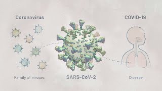 Biology of SARSCoV2 Infection  HHMI BioInteractive Video [upl. by Gove]