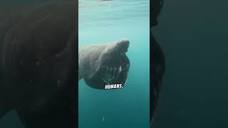 Amazing Facts About The Basking Shark [upl. by Mattias]