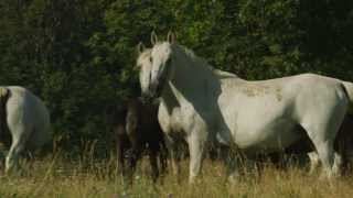 Lipica  The Cradle of the Lipizzaner [upl. by Lindahl714]