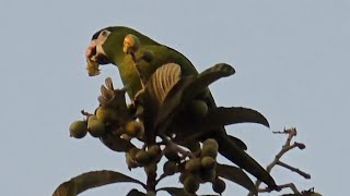 Redshouldered Macaw [upl. by Allicirp]