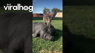 Our Wallaby Loves Hanging With the Pigs  ViralHog [upl. by Podvin477]