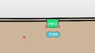 Protein kinase C [upl. by Branden899]