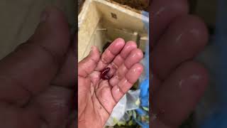 10000₹ വില വരുന്ന മീനുകളെ വെറുതെ കളഞ്ഞു🥲  mosquito larvae  fish eating mosquito larvae [upl. by Rozella577]