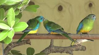 Turquoisine Parrots feeding each other  The Pheasantasiam [upl. by Yenal]