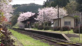 2016 桜散る JR九州 肥薩線「嘉例川駅」はやとの風・他 201645 [upl. by Alesig]