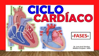 🥇 CICLO CARDÍACO ¡Fácil Explicación [upl. by Rosati]