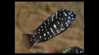 Tropheus Duboisi Halembe [upl. by Bently]