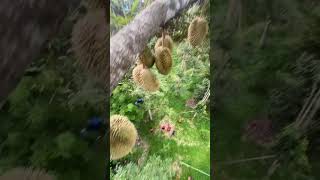 Harvesting Durian Fruit  Green Farm 132 Harvesting fruit satisfying harvestdurian [upl. by Rosen]