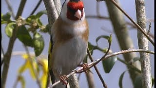 Chardonneret élégant  European Goldfinch  Stieglitz  Carduelis carduelis [upl. by Aieken]