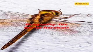 Dragonfly The Aerial Acrobats 🐉✨ Dragonfly Nature Insects Wildlife AmazingCreatures facts [upl. by Lavinia462]