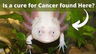 Is animal regeneration the cure for cancer [upl. by Atteras976]