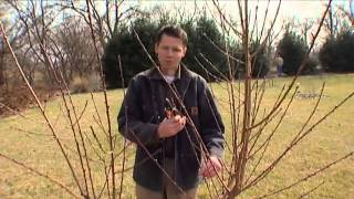 Pruning Peaches [upl. by Lawrence]