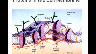 The Cell Membrane [upl. by Asselem]