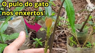 Acerte agora nos ENXERTOS DE ABACATE veja o pulo do gato 🐱 enxertiadeabacate enxertodeabacate [upl. by Viveca588]