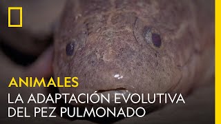 La impresionante adaptación evolutiva del pez pulmonado  NATIONAL GEOGRAPHIC ESPAÑA [upl. by Stanfield]