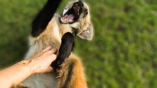 Playing with a rescued Maned Wolf pup [upl. by Mindy]