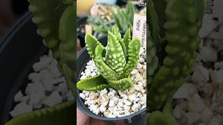 Haworthia Tulista Marginata USA haworthiatulista haworthiapakistan haworthia succulent [upl. by Forelli]