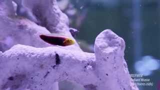 Reefwise  Radiant Wrasse Halichoeres iridis [upl. by Marchak]