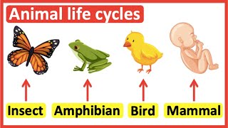 Animal life cycles  Insects Amphibians Birds amp Mammals [upl. by Fenn]