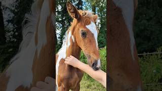 Sa petite tête quand on la câline 🥰 love horse poulain foal cheval cutefoal [upl. by Queri919]