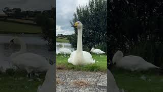 Whooper swan Nature Beauty Love Migration [upl. by Warram]