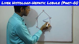 Liver Histology and Function of liver Part1  Bangla  Square DOC [upl. by Acisseg]