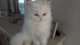 Persian cat talking cat talk with me [upl. by Adnilym]