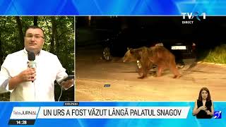 Un urs a fost văzut în zona Palatului Snagov Autoritățile încearcă să captureze animalul [upl. by Horatia]