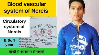 Blood vascular system of Nereis Circulatory System of Nereis [upl. by Priscella]