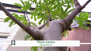 Decoratieve vijgenboom Ficus Carica  Eigen Huis amp Tuin [upl. by Yrag]