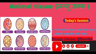 NCERT class 9 Connective tissue and their types सयोजी उत्तक और उनके प्रकार [upl. by Marta707]