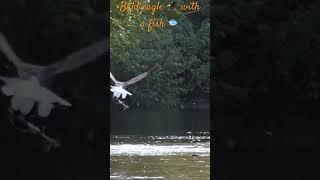 Bald eagle with a salmon Pygargue à tête blanche avec un saumon wildlife canada eagle pygargue [upl. by Ackerman720]