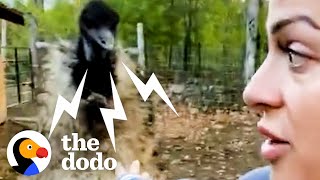 Karen The Hissing Emu Learns To Cuddle  The Dodo [upl. by Demott]