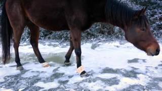 Getting Horses used to and Comfortable with Walking on Ice [upl. by Duaner834]